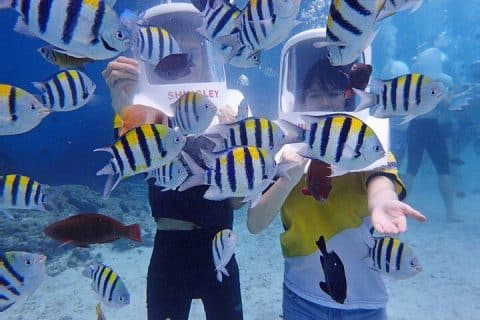 Helmet diving is one of the most fun and easy ways to explore the underwater world of Boracay. You can breathe normally and walk on the seabed while surrounded by colorful fish and corals. It’s like being in an aquarium, but better.