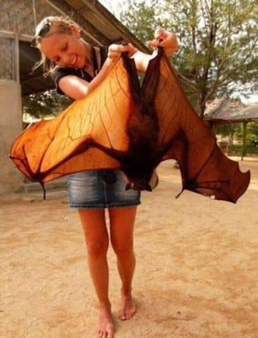 The giant golden-crowned flying fox is a rare and endangered species of megabat that is endemic to the Philippines. It has a wingspan of up to 1.7 meters (5.6 feet) and feeds on fruits and leaves.