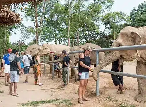 Many sanctuaries on Koh Samui allow visitors to observe elephants in their natural habitat, feed them, and even bathe them, all while learning about elephant conservation efforts in Thailand.